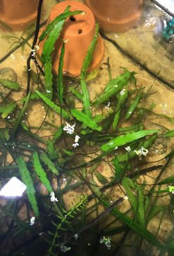 Cryptocoryne wendtii / Hornwort Aquarium Plants