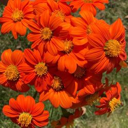 Mexican Sunflower Seeds. Spectacular Bright Flowers. Non GMO.