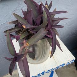 Purple Plant. 1 Gallon Container.