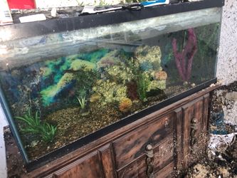 Fish tanks pumps and fish !