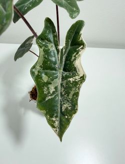Alocasia Sanderiana Albo