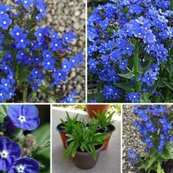 Blue angel perennial plants$6 Each pot