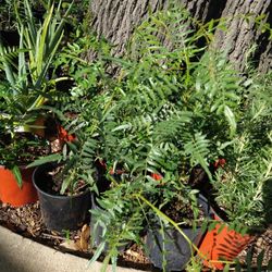 Pirul En Maseta De Galón 