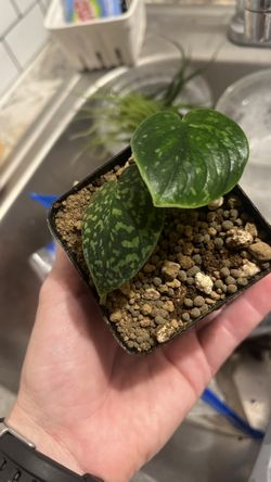 **RARE  AROID** Scindapsus Snake Scale Plant (Rooted)