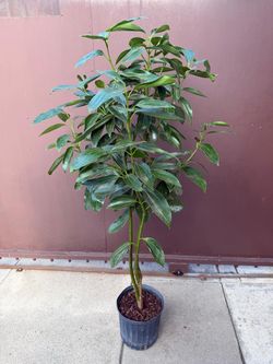 10” cinnamon tree