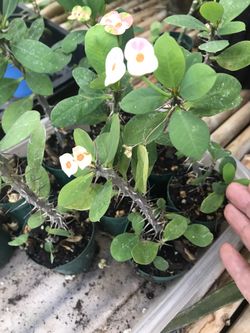 Euphorbia small flowers 🌷