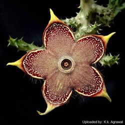 4” stapelia persian carpet first pic for reference