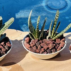 Gasteria Carinata Succulent Plant
