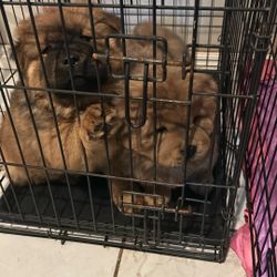 Chaw Poppies For Sale