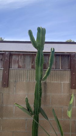 Plant