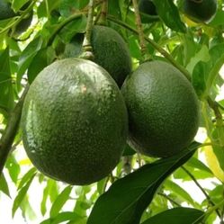 Avocado  Tree
