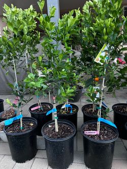 Calamondin/Calamansi Tree