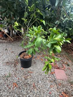 Grape fruit tree toronja arbol
