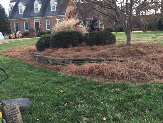 Pine Needles