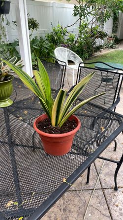 Medium size snake plant