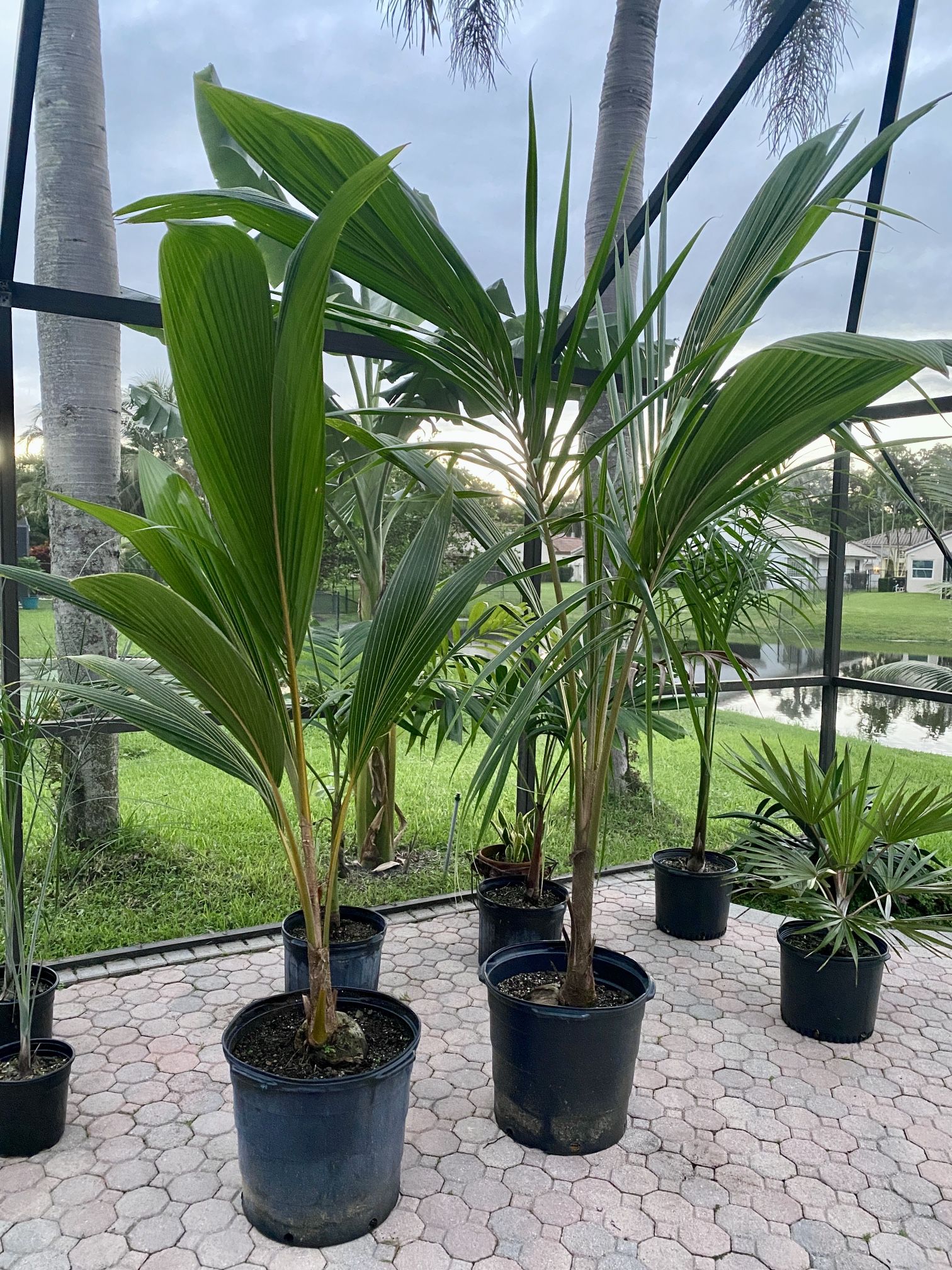 Dwarf Malayan Coconut Palm Trees
