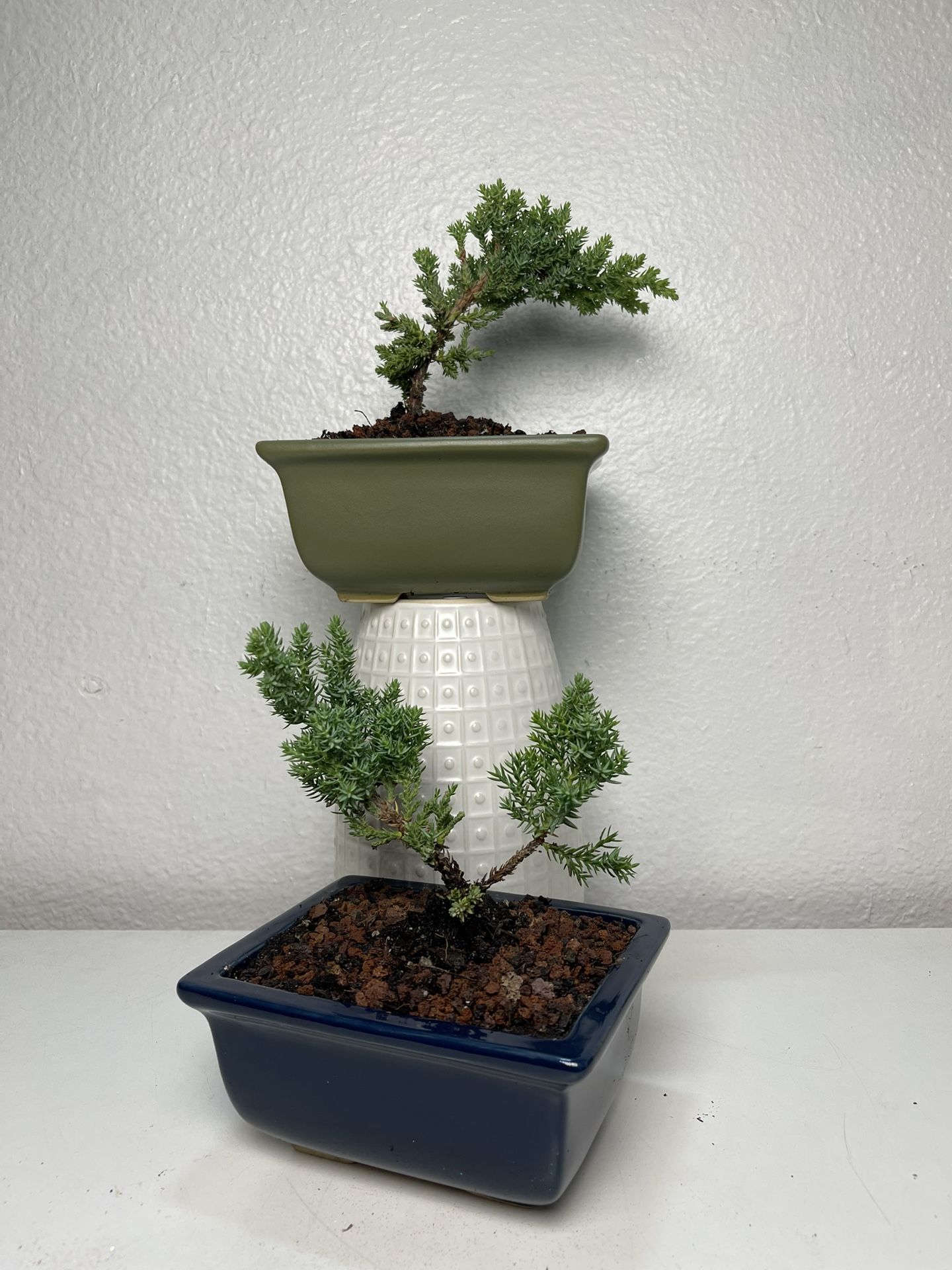 Juniper Bonsai Trees ($12 each )
