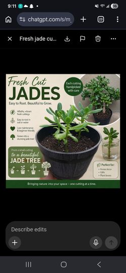 4 jade plants-healthy rooted