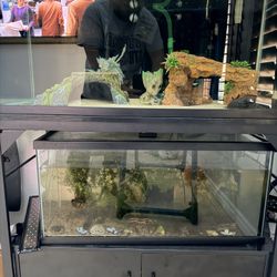 Double Fish Tanks, Stand, Lids, And Lights 