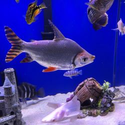 Beautiful Fish Tank (10”-11”)