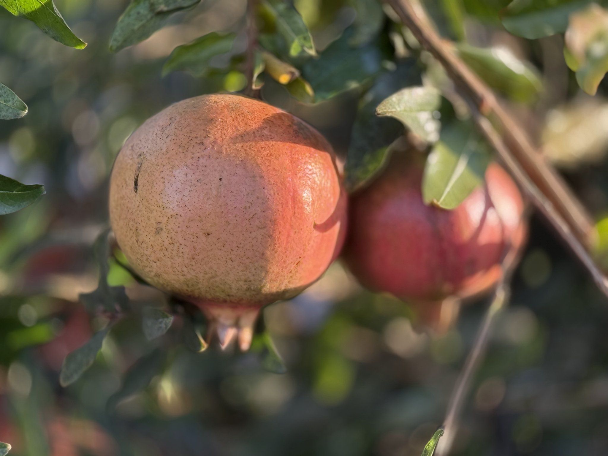 Soft Seed Pomegranate Tree – Sweet Fruit with Edible Soft Seeds!