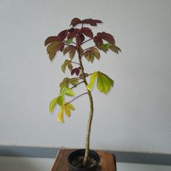 Cotton Leaf Jatropha Plant 