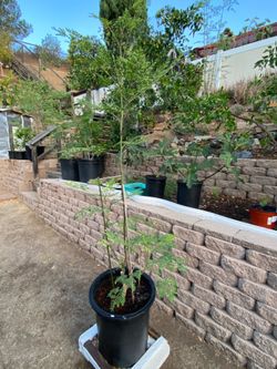 Moringa tree (malunggay)