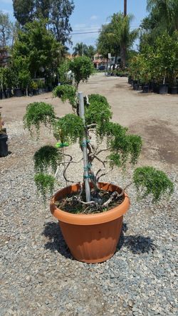 Rosemary bonsai