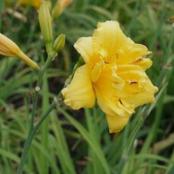 DOUBLE TALK (Daylillies)