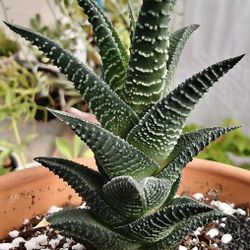 Rare! Haworthia Plant