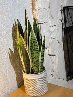Artificial snake plant