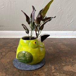 Real Codiaeum Variegatum In Cute Bird Ceramic Planter