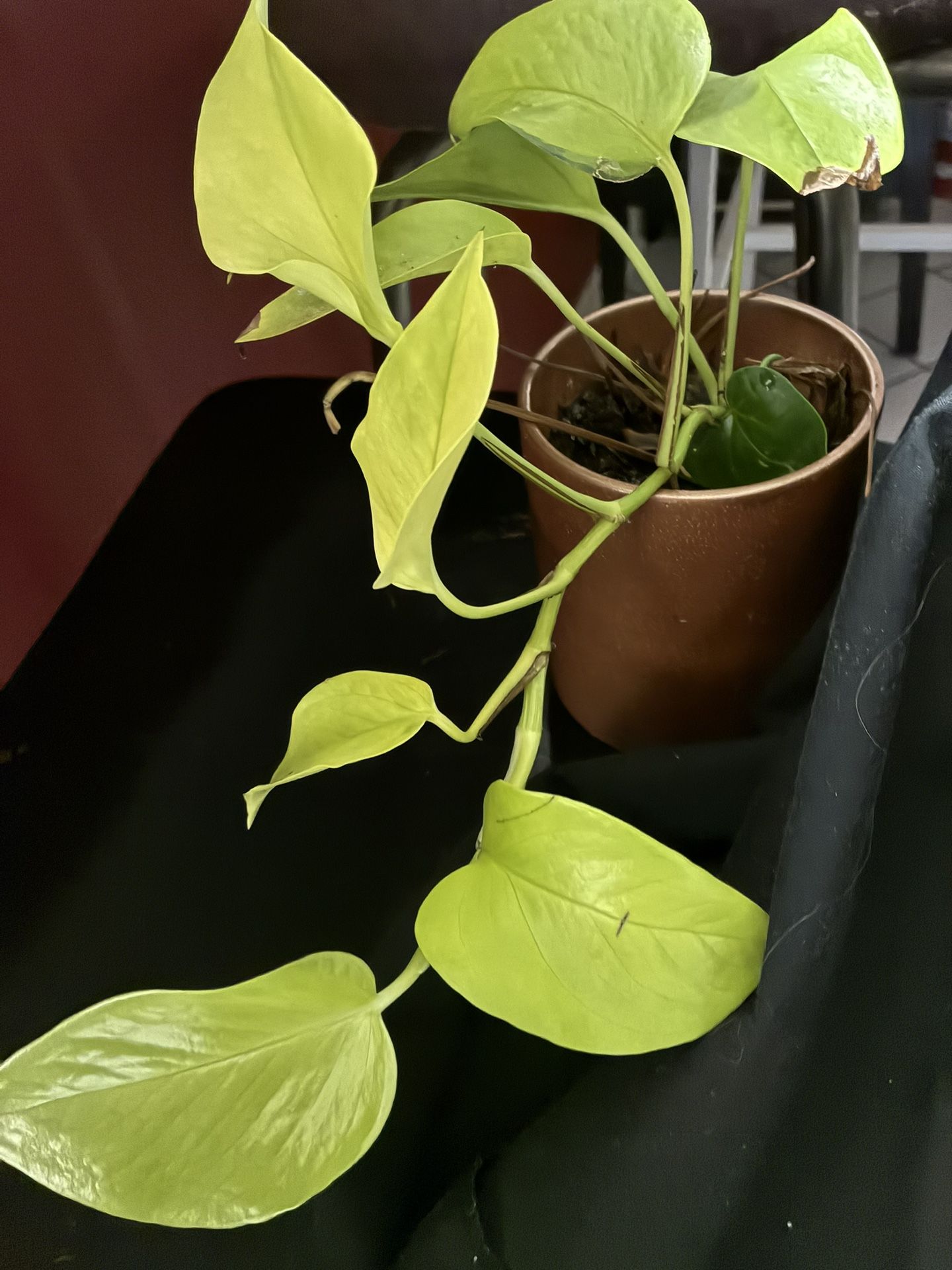 Rare Bright Green Indoor/outdoor Pothos Plant In Decorative Ceramic Bronze Color Pot