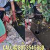Master Plumbing