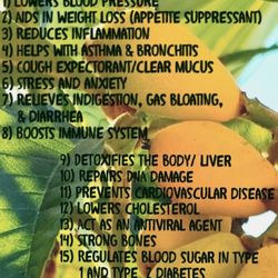 14 loquat leaves. Freshly cut.