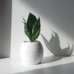 Rare mini snake plant bird's nest/ House Plant/ Indoor Plant/ Flower Patio Garden 