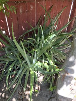 Plant