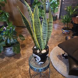 30in Tall Sansevieria Snake Plants In New 8in Ceramic Pot With Shells And Stones 