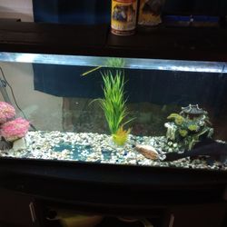 Fish Tank And Decor