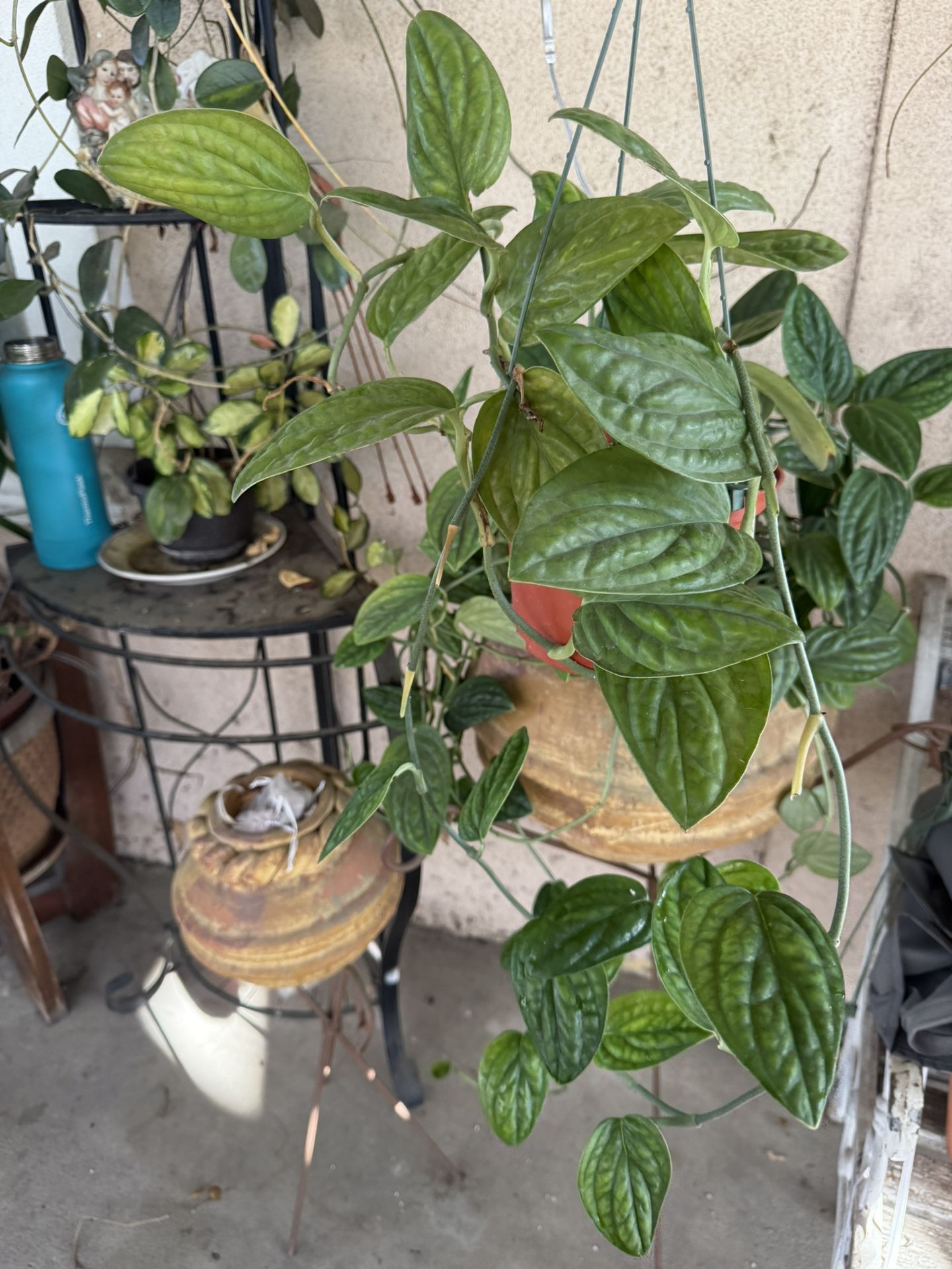 Monstera Peru Hanging Plant Easy To Take Care
