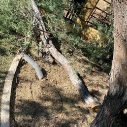 Fresh Cut Ironwood Log. 6”-8” Diameter And Over Eight Feet Long  