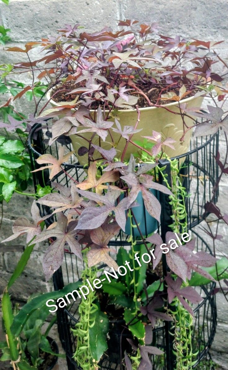 Vine Plant