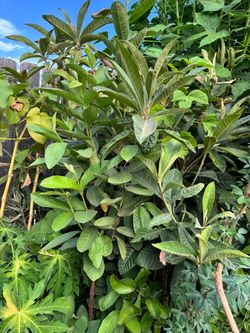 Guayabo guamuchil níspero durazno papaya aguacate