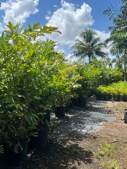 Fishtail palm 15 galon 65$ each deliver install