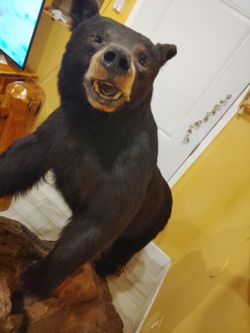 Taxidermy