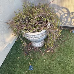 Elephant ear plant and heavy planter for $40