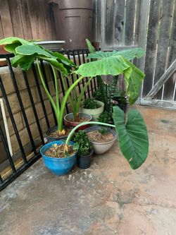 Tropical plants