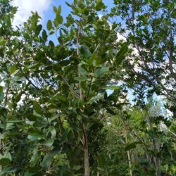 Calophylum Tree 25gl $200🏡🏡