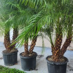 Beautiful Robollinis Palms About 6 Feet Tall!!! Fertilized 