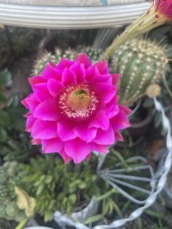 Cactus Natural